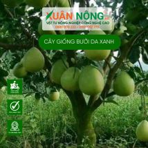 Cây giống bưởi da xanh