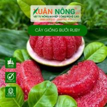 Cây giống bưởi ruby
