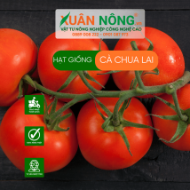 Hạt giống cà chua lai
