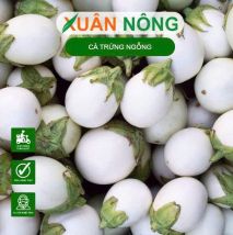 Hạt giống cà trứng ngỗng