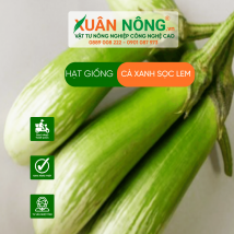Hạt giống cà xanh sọc lem