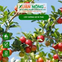 Cây giống sơ ri thái