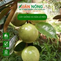 Cây giống vú sữa lò rèn