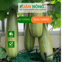 Hạt giống dưa gang