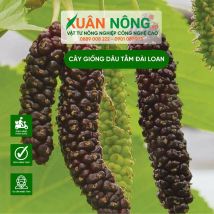 Cây giống dâu tằm Đài Loan