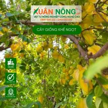 Cây giống khế ngọt