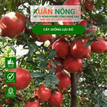 Cây giống lựu đỏ ấn độ