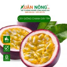 Cây giống chanh dây tím