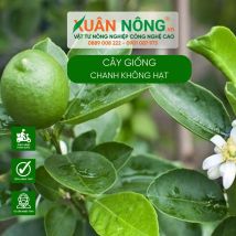 Cây giống chanh không hạt