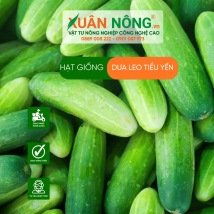 Hạt giống dưa leo tiểu yến