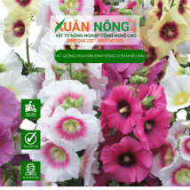 Hạt giống hoa mãn đình hồng đơn nhiều màu