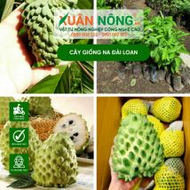 Cây giống na đài loan
