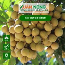 Cây giống nhãn ido