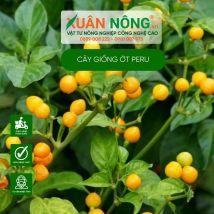 Cây giống ớt peru