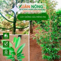 Cây giống sầu riêng ri6