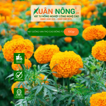 Hạt giống vạn thọ cao bông to