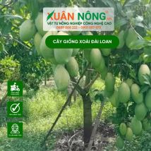 Cây giống xoài đài loan
