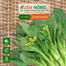 HẠT GIÔNG CẢI NGỌT BÔNG ĂN NON