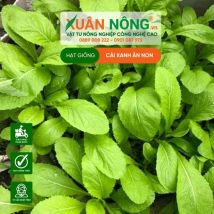 HẠT GIỐNG CẢI XANH ĂN NON