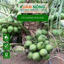 Cây giống dừa dứa