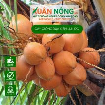 Cây giống dừa xiêm lùn đỏ