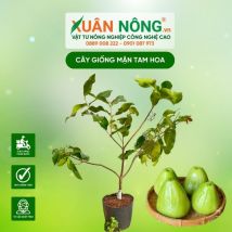 Cây giống mận xanh tam hoa