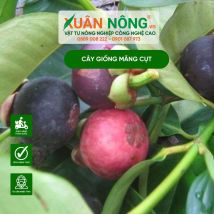 Cây giống măng cụt