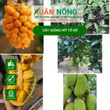 Cây giống mít tố nữ