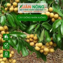 Cây giống nhãn xuồng