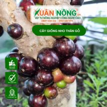 Cây giống nho thân gỗ