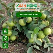 Cây giống ổi nữ hoàng - Giá tốt - Miễn phí vận chuyển