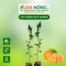 Cây giống quýt đường