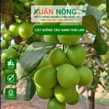 Cây giống táo xanh thái lan