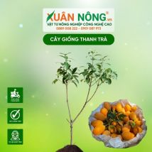 Cây giống thanh trà