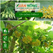 Cây giống thiên lý