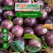 Cây giống vú sữa mika