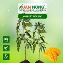 Cây giống xoài cát hòa lộc