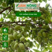 Cây giống cà na thái