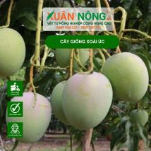 Cây giống xoài úc