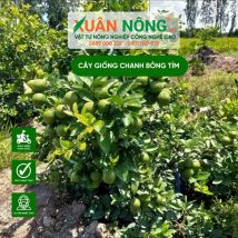 Cây giống chanh bông tím
