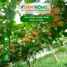 Cây giống chanh dây vàng siêu ngọt
