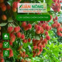 Cây giống chôm chôm thái