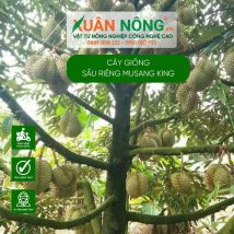 Cây giống sầu riêng musanking
