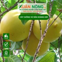 Cây giống vú sữa hoàng kim
