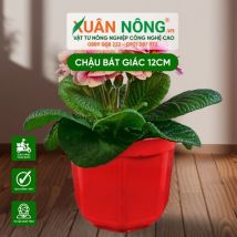 Chậu nhựa tồng cây - Chậu bát giác 12cm