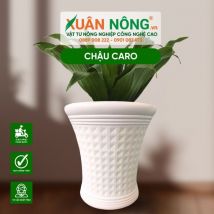 Chậu nhựa trồng cây - Chậu caro