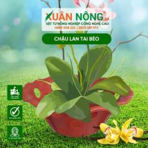 Chậu nhựa trồng lan - Chậu lan tai bèo