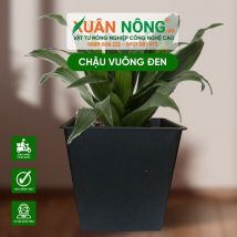 Chậu nhựa trồng cây - Chậu vuông đen