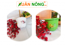 Chậu treo in hoa