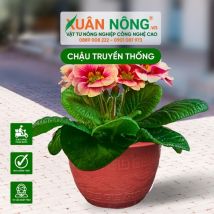 Chậu nhựa trồng hoa - Chậu truyền thống